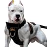 KNK Heavy Duty Dog Harness for Pitbulls, Bullies and Large Breeds