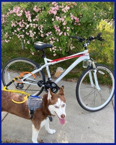 Bike Tow Leash Quick Mount Package, Right Side