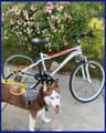 Bike Tow Leash Quick Mount Package, Right Side